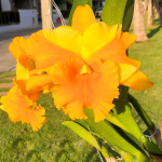 Орхидея ринхолелиокаттлея RLC. MISS THAILAND PORNTIP