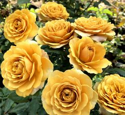 Пайн Дрим (Pine Dream)