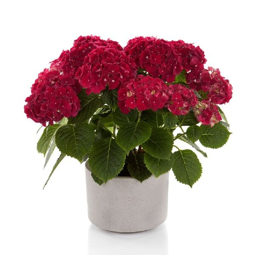 Hi Fire (ХАЙ ФАЙЕР) P12 Европа