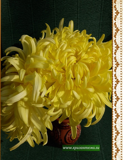 Golden Phil Houghton  крупноцветковая хризантема. ☘  ан 92   (временно нет в наличии)