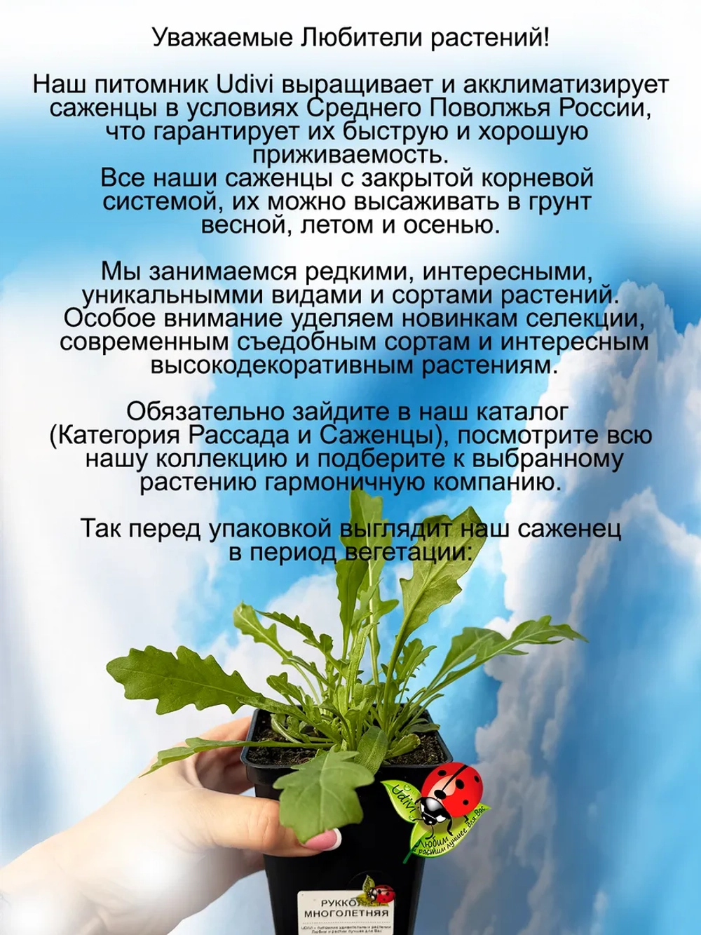 Рукула многолетняя