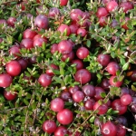 Клюква садовая "БЕН ЛИР"