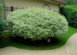 Дерен белый Элегантиссима С3 Закупка М60 июнь 2026