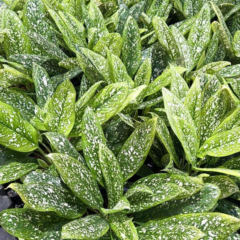 Аглаонема PETCH RACHA (2 ствола)