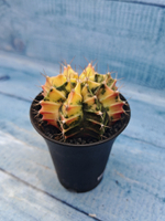Gymnocalycium Variegata (Гимнокалициум Вариегатный)