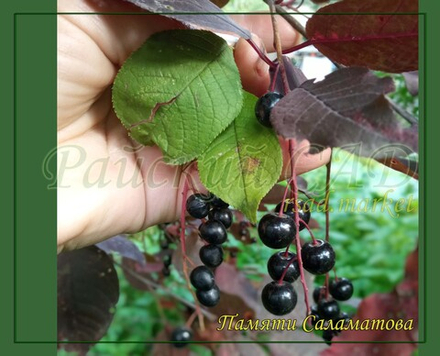 Черемуха Памяти Саламатова