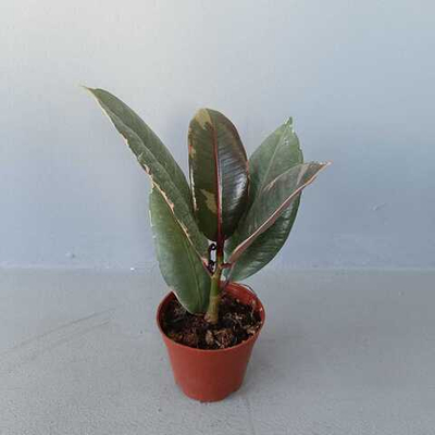 Фикус Белиз