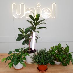 ULT-P39-6W-SPLE IP40 WHITE Светильник для растений светодиодный. высота 320мм. на колышке. Спектр для фотосинтеза. TM Uniel