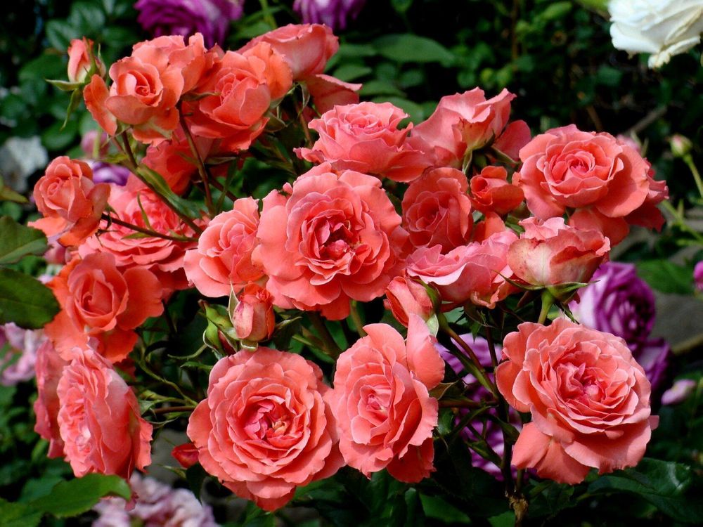 Спешиал Мемориз (Special Memories)