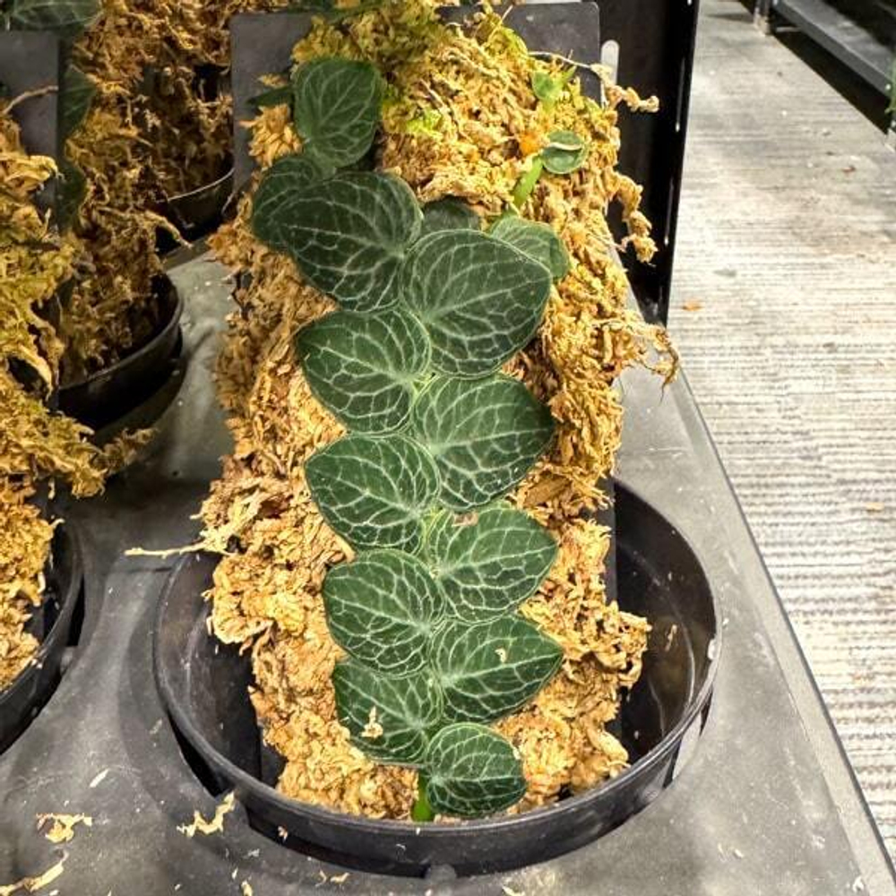 Рафидофора CRIPTANTHA