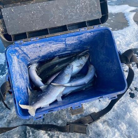 Омуль свежемороженый