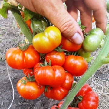 Помидоры  Черри Санторини - Cherry Santorini Tomato
