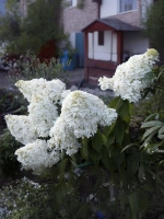 Гортензия метельчатая Диамантино