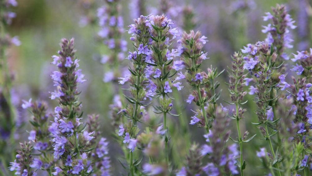 Иссоп, гидролат органических растений