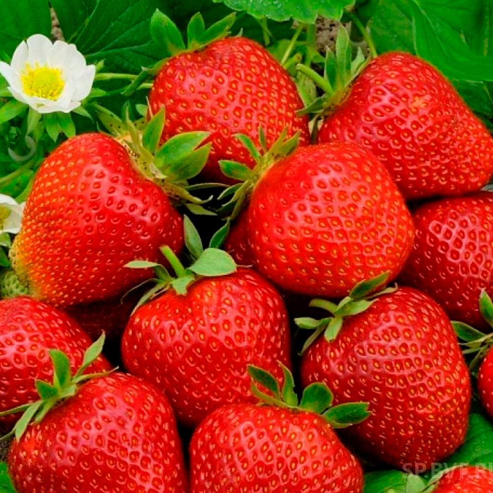 Земляника Фестивальная средняя