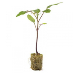 Эмперадор семена подвоя (Rijk Zwaan / Райк Цваан)