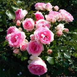 Джехим Дю Белле (Joachim Du Bellay)