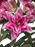 Лилия Эзра (махровая серия «Роузлили»)