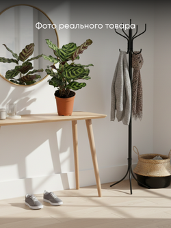 Калатея Peacock д.11