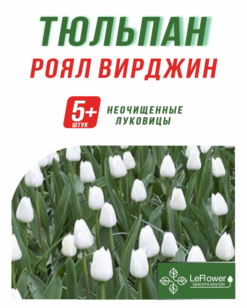 Тюльпан Луковица, Роял Вирджин, 5+шт