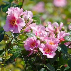 Ориента Лейла (Orienta Laila)