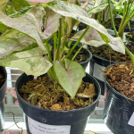 Сингониум PINK SPOT DOUBLE VAR