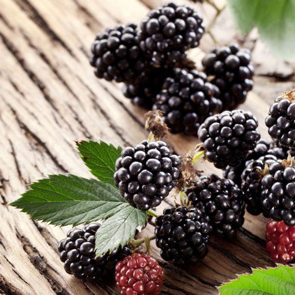 Jo Malone Blackberry and Bay