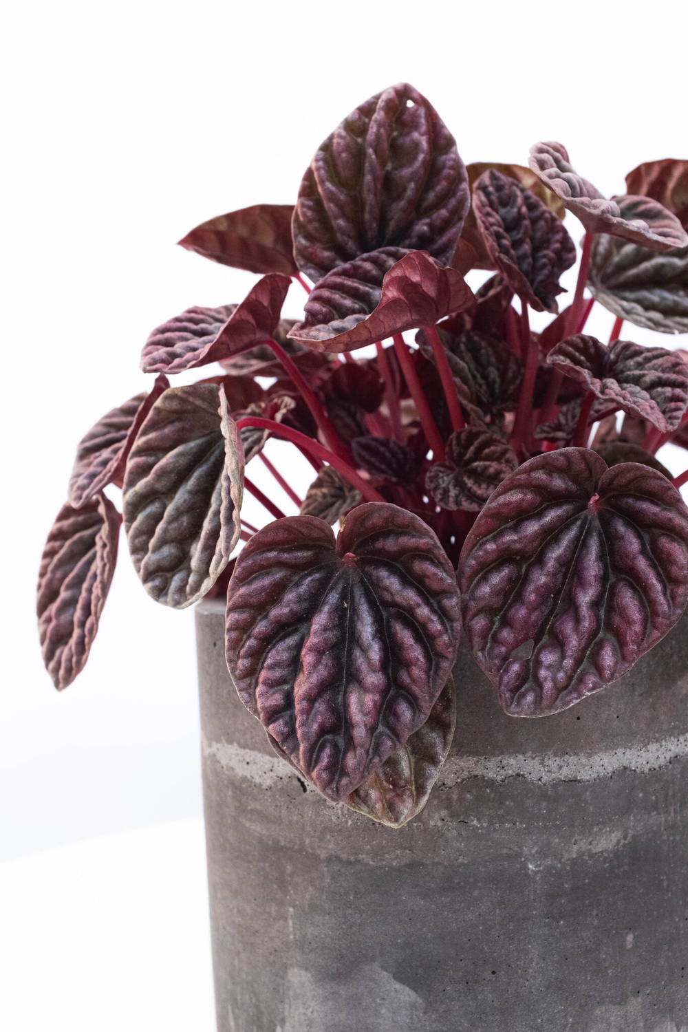 Пеперомия Каперата