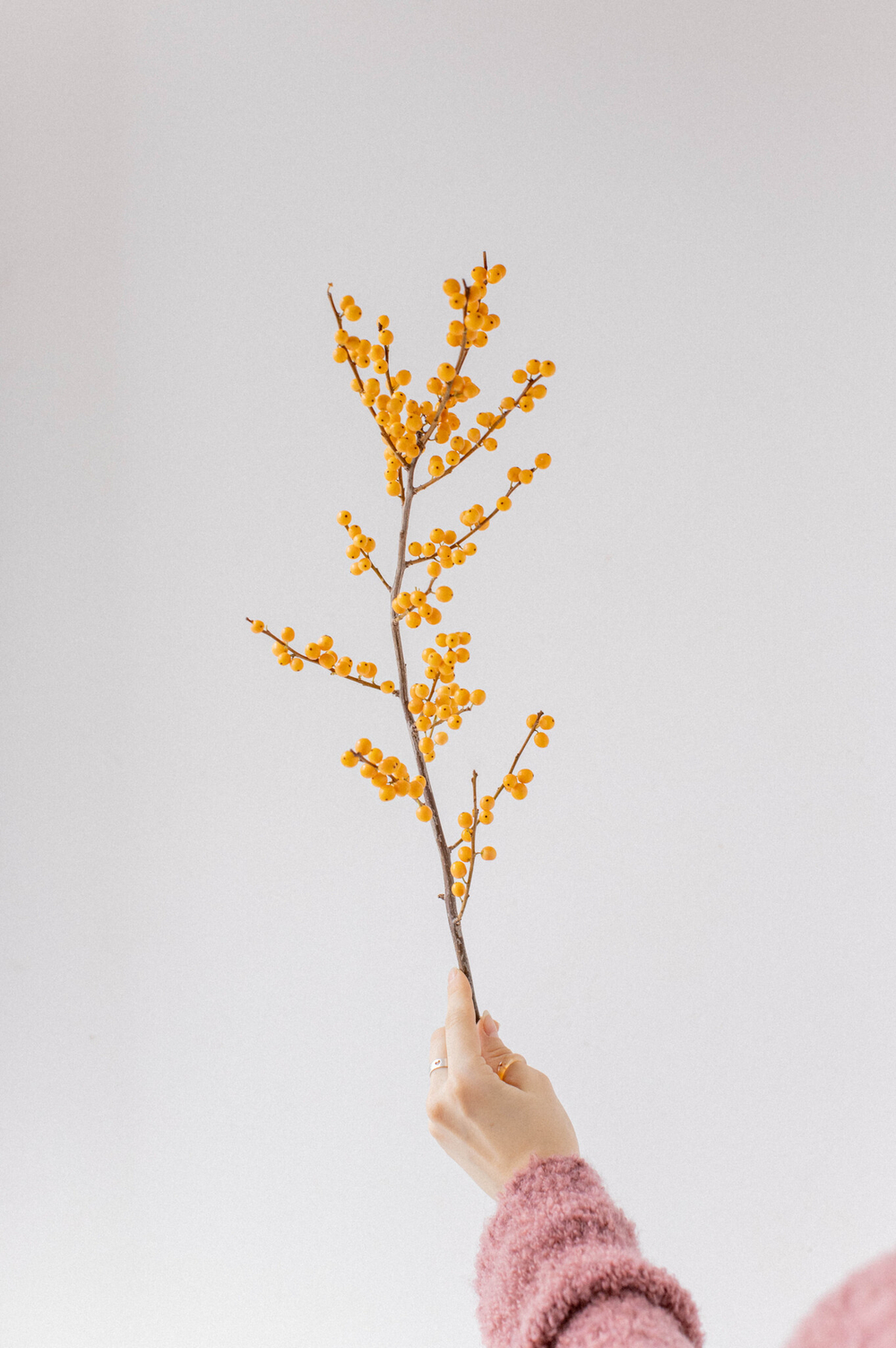 Илекс желтый