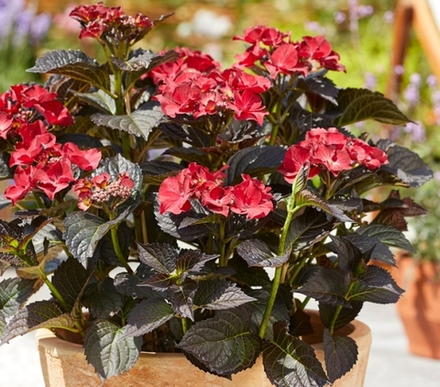 Black Diamonds After Midnight /Блэк Даймондс Афтер Миднайт (Стандарт поставки Р9)2025г.