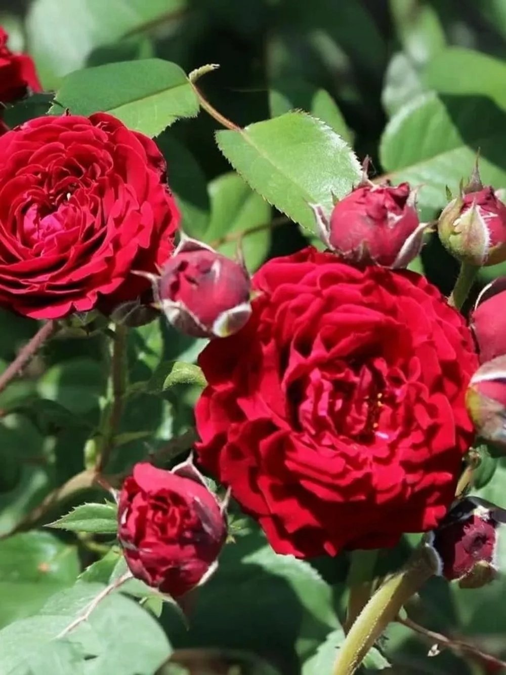 Роза флорибунда Таманго