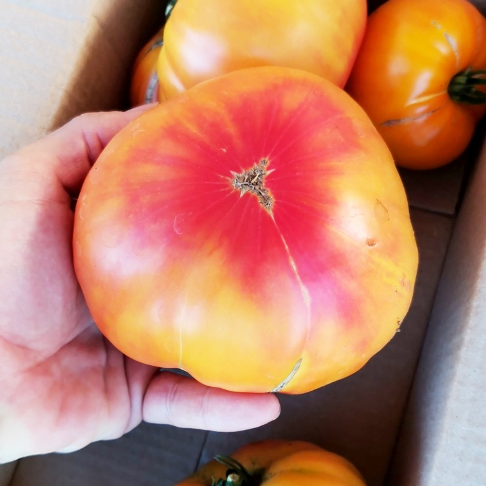 Помидоры Pineapple Вi-color — Двухцветный Ананас