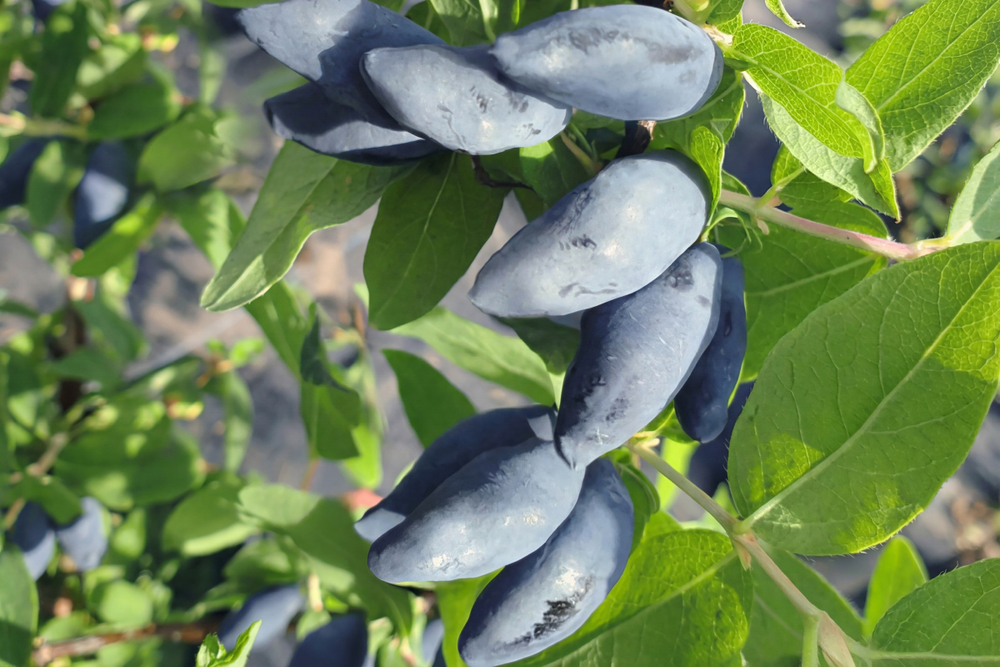 Саженец Жимолости Канадской «Блю Банана» (Blue Banana) (Премиум-сорт, Сладкий «банан», Без горечи, Не осыпается)