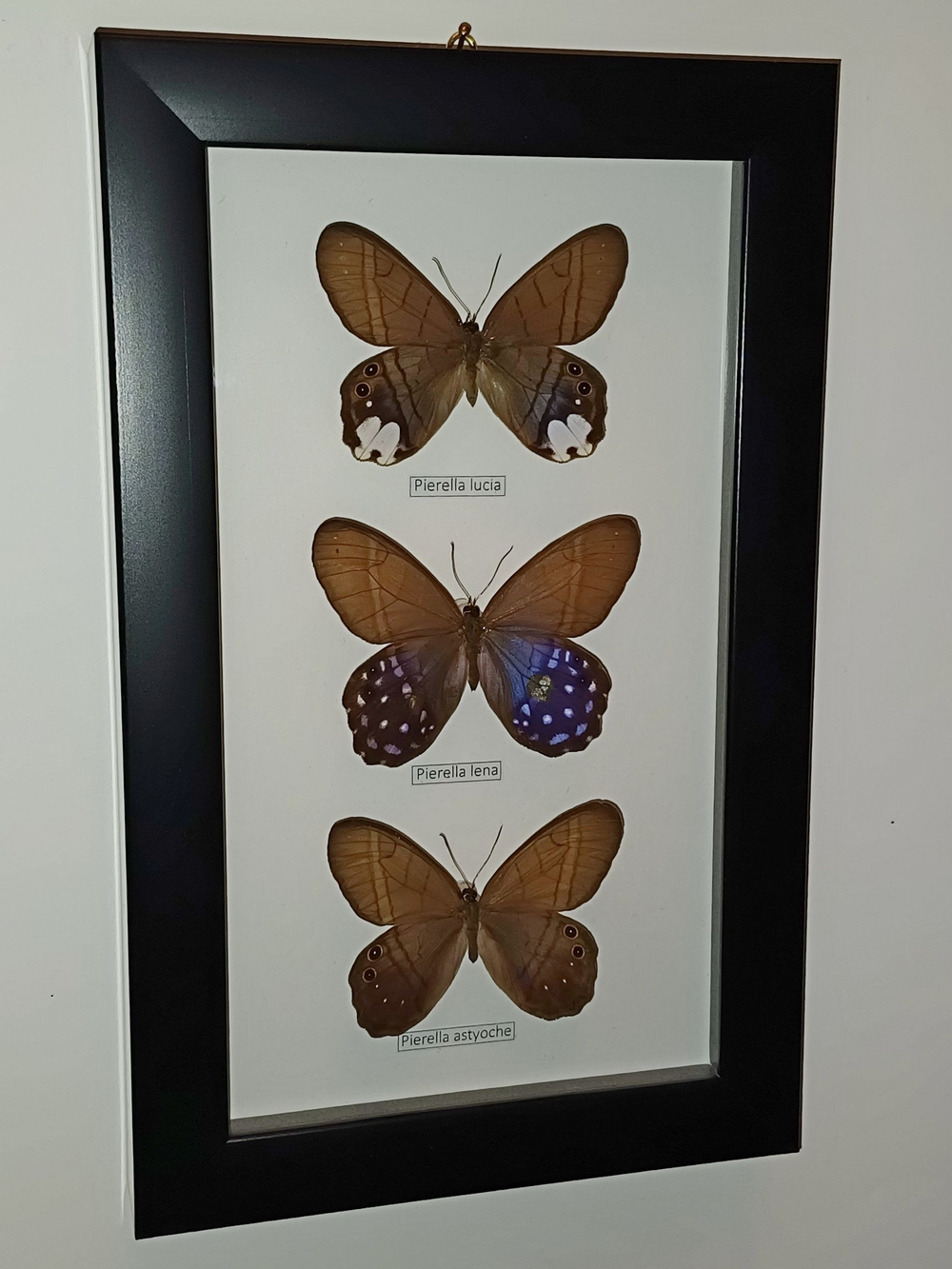 Сатириды в рамке