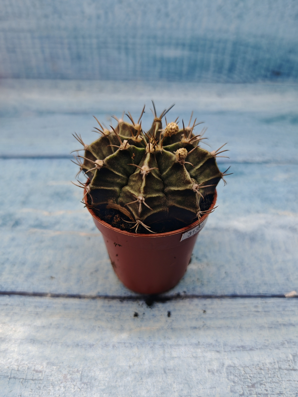 Gymnocalycium Friedrichii (Гимнокалициум)
