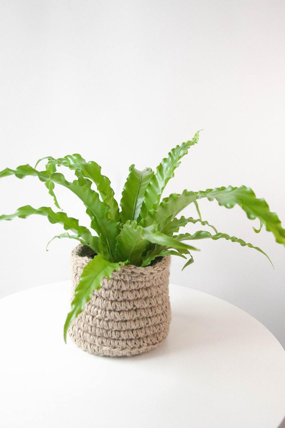 Подарочный комплект с Асплениумом h 25см