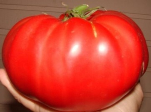 Польский гигантский говяжий стейк Polish Giant Beefsteak