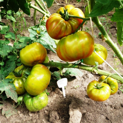 Помидоры Ananas Noire, Чёрный Ананас