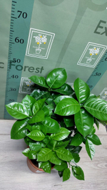 C. sinensis “Sanguinello moscato nucellare”
