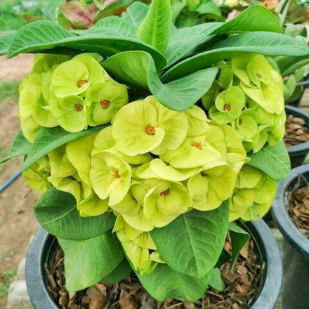 Эуфорбия Миля YOK PADREW