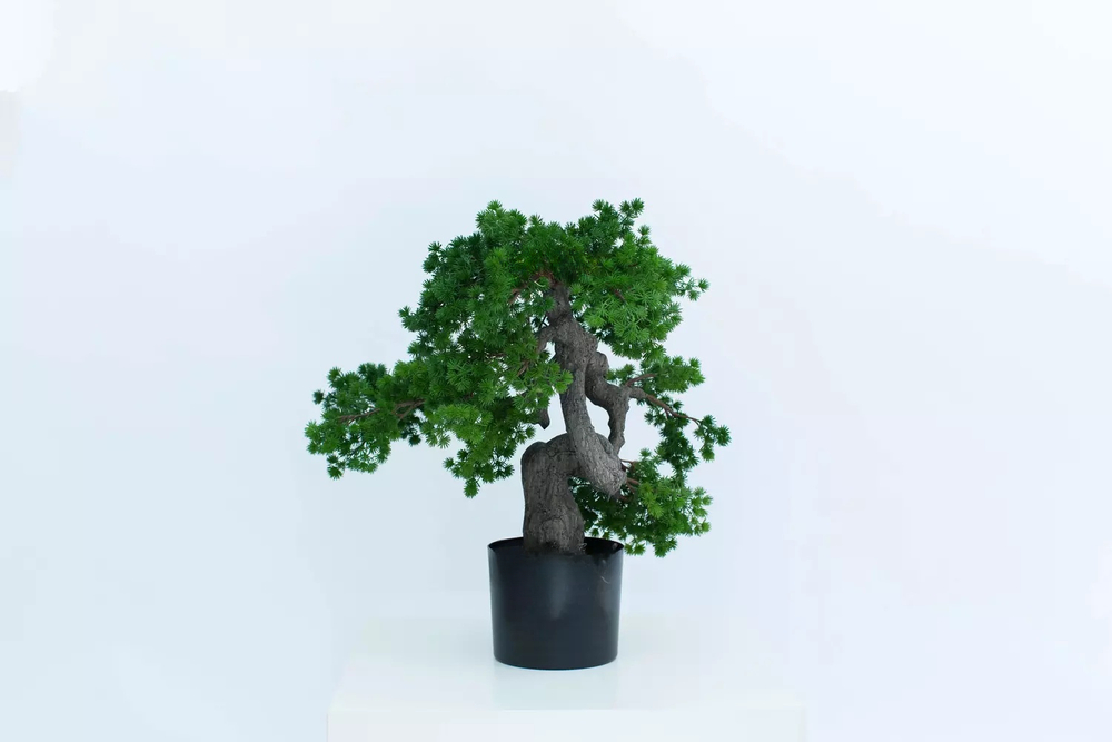 Бонсай игольчатый в. 63 см/ ш. 56 см (черный ствол)