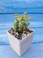 Crassula Marnieriana Hottentot (Крассула)