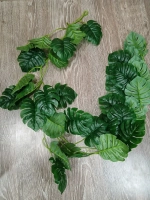 Лиана монстера 36 листьев, 1,8 м.
