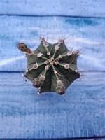 Gymnocalycium Friedrichii (Гимнокалициум)