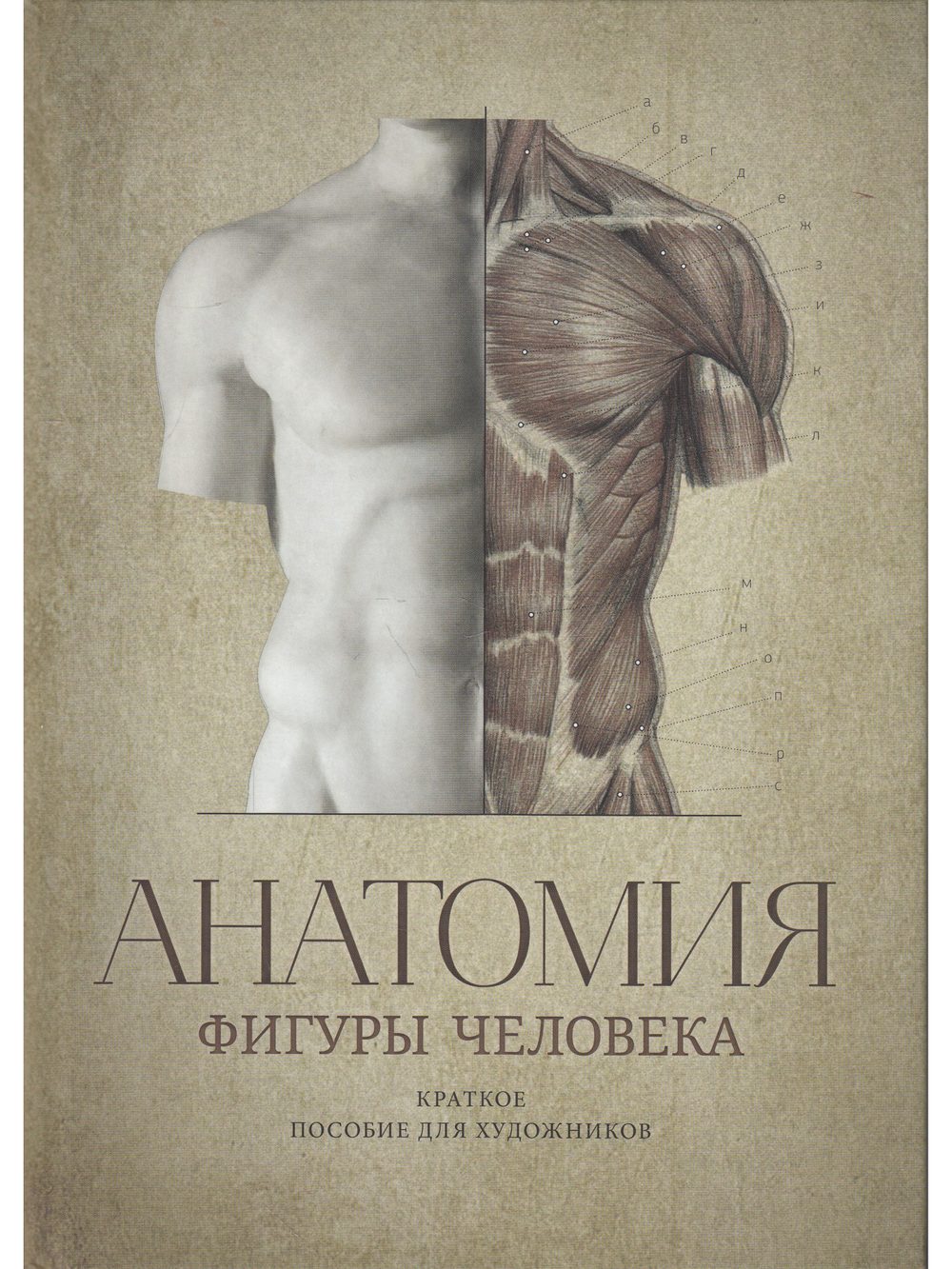 Анатомия фигуры человека.