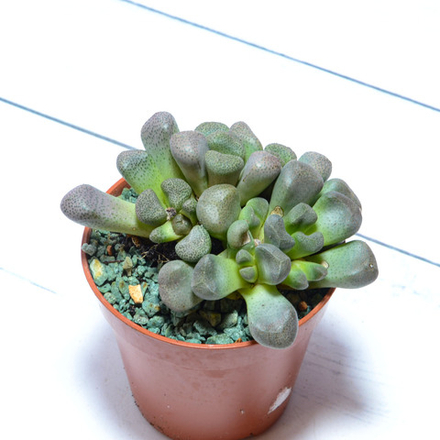 Aloinopsis schooneesii (Алоинопсис)