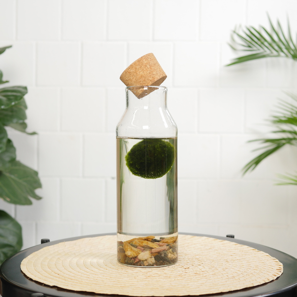 Маримо в колбе