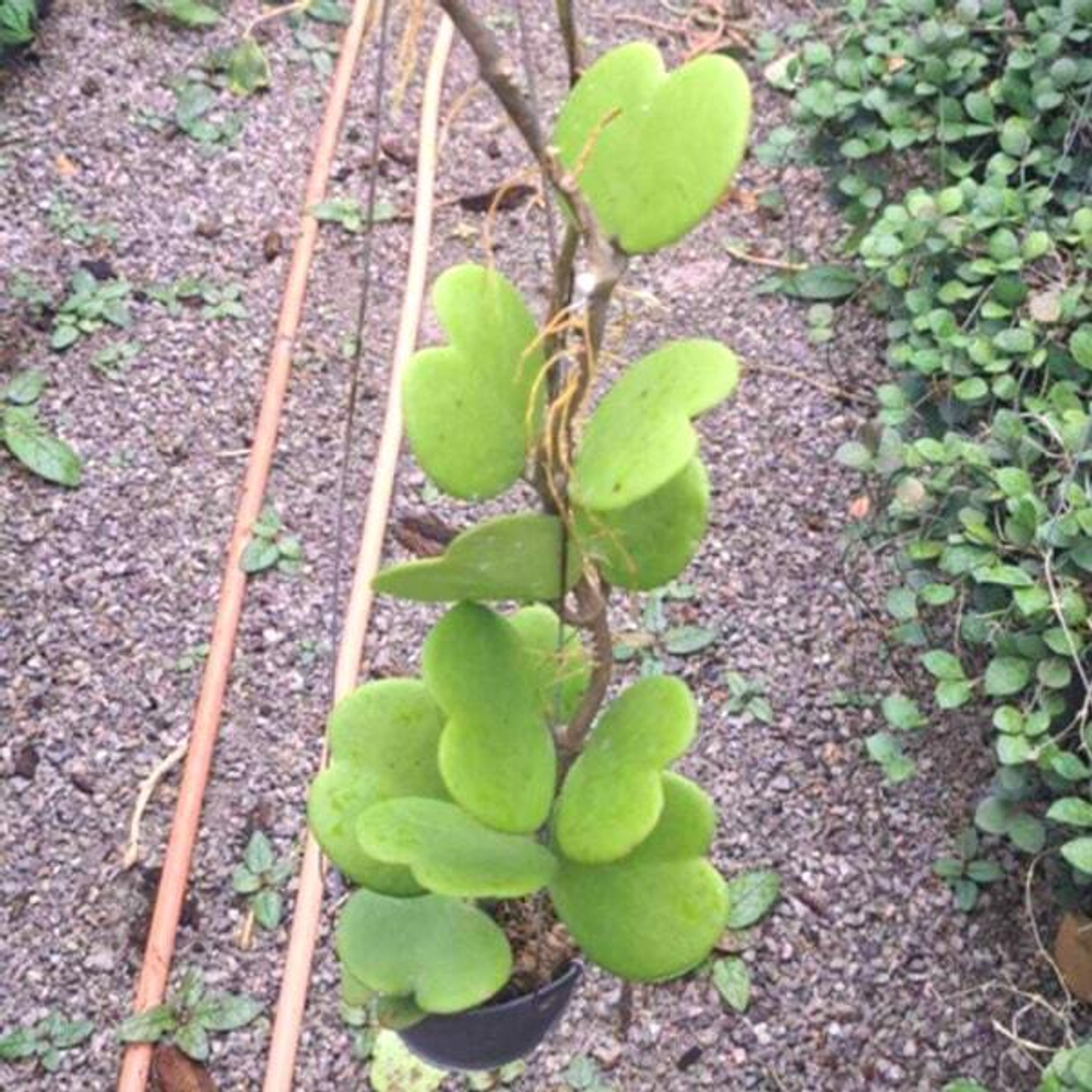 Хойя KERRII GREEN