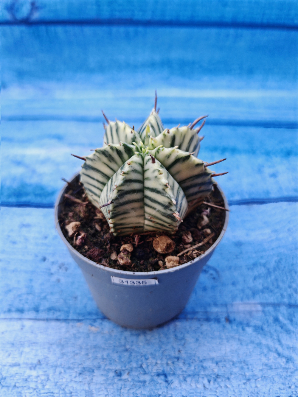 Euphorbia meloformis f. Variegated (Эуфорбия вариегатная)