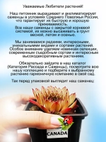 Молодило Канада хамелеон янтарное